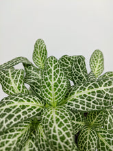 Load image into Gallery viewer, Fittonia Green | Nerve Plant Green
