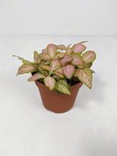 Load image into Gallery viewer, Fittonia Light Pink | Nerve Plant Light Pink