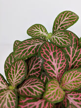 Load image into Gallery viewer, Fittonia Pink | Nerve Plant Dark Pink