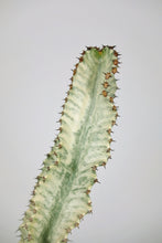 Load image into Gallery viewer, Variegated Candelarbra (Imperfect)