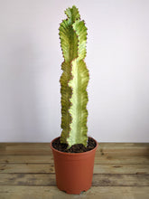 Load image into Gallery viewer, Euphorbia Ammak 'Variegata' | Variegated Candelarbra