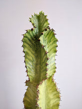 Load image into Gallery viewer, Euphorbia Ammak 'Variegata' | Variegated Candelarbra