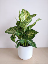 Load image into Gallery viewer, Dieffenbachia ‘Compacta’ | Dumb Cane