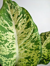 Load image into Gallery viewer, Dieffenbachia ‘Compacta’ | Dumb Cane