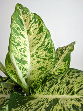 Load image into Gallery viewer, Dieffenbachia ‘Compacta’ | Dumb Cane