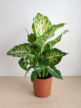 Load image into Gallery viewer, Dieffenbachia ‘Compacta’ | Dumb Cane