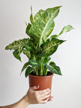 Load image into Gallery viewer, Dieffenbachia ‘Compacta’ | Dumb Cane