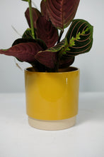Load image into Gallery viewer, Glazed Ceramic Pot - Mustard - 13cm