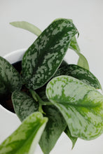 Load image into Gallery viewer, Scindapsus Pictus Trebie | Satin Pothos