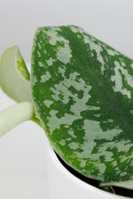 Load image into Gallery viewer, Scindapsus Pictus Trebie | Satin Pothos