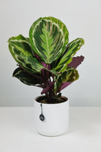Load image into Gallery viewer, Calathea Roseopicta