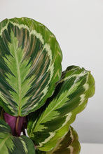 Load image into Gallery viewer, Calathea Roseopicta