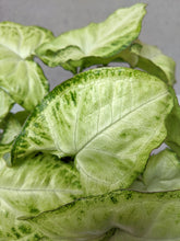 Load image into Gallery viewer, Syngonium Podophyllum | White Butterfly Plant