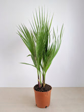 Load image into Gallery viewer, Washingtonia Robusta | Mexican Fan Palm