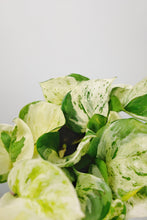 Load image into Gallery viewer, Epipremnum Aureum 'Happy Leaf' | Pothos Happy Leaf