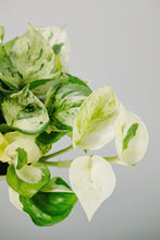 Load image into Gallery viewer, Epipremnum Aureum 'Happy Leaf' | Pothos Happy Leaf