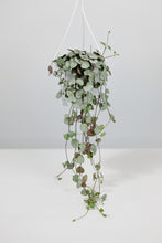 Load image into Gallery viewer, Ceropegia Woodii | String of Hearts
