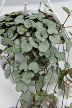 Load image into Gallery viewer, Large Ceropegia Woodii | String of Hearts Large