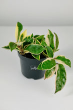 Load image into Gallery viewer, Hoya Carnosa Albomarginata | Wax Plant