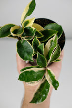 Load image into Gallery viewer, Hoya Carnosa Albomarginata | Wax Plant