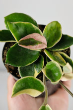 Load image into Gallery viewer, Hoya Carnosa Albomarginata | Wax Plant