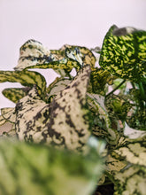 Load image into Gallery viewer, Hypoestes phyllostachya | Polka Dot Plant White