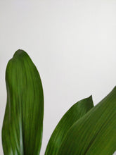 Load image into Gallery viewer, Aspidistra Elatior | The Cast Iron Plant.