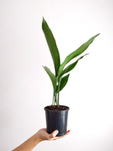 Load image into Gallery viewer, Aspidistra Elatior | The Cast Iron Plant.