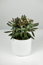 Load image into Gallery viewer, Kalanchoe tomentosa | Panda Plant