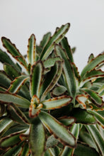 Load image into Gallery viewer, Kalanchoe tomentosa | Panda Plant