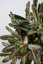 Load image into Gallery viewer, Kalanchoe tomentosa | Panda Plant