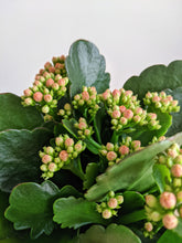 Load image into Gallery viewer, Kalanchoe Blossfeldinia | Flaming Katy