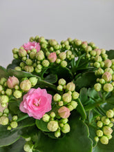 Load image into Gallery viewer, Kalanchoe Blossfeldinia | Flaming Katy