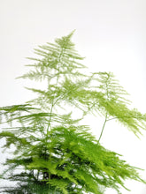 Load image into Gallery viewer, Asparagus Setaceus | Lace Fern