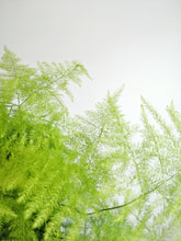 Load image into Gallery viewer, Asparagus Setaceus | Lace Fern