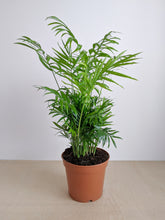 Load image into Gallery viewer, Chamaedorea Elegans | The Parlour Palm