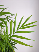 Load image into Gallery viewer, Chamaedorea Elegans | The Parlour Palm