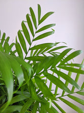 Load image into Gallery viewer, Chamaedorea Elegans | The Parlour Palm