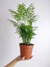 Load image into Gallery viewer, Chamaedorea Elegans | The Parlour Palm