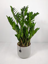 Load image into Gallery viewer, Zamioculcas Zamiifolia Large | ZZ Plant Large