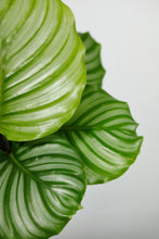 Load image into Gallery viewer, Calathea Orbifolia