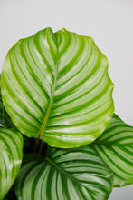 Load image into Gallery viewer, Calathea Orbifolia