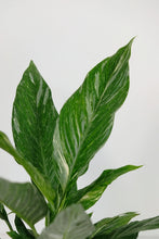 Load image into Gallery viewer, Spathiphyllum Diamond | Variegated Peace Lily