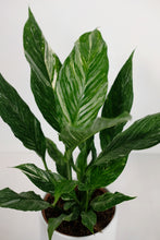 Load image into Gallery viewer, Spathiphyllum Diamond | Variegated Peace Lily