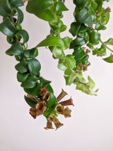 Load image into Gallery viewer, Aeschynanthus 'Scoubidou' | Lipstick Plant