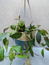 Load image into Gallery viewer, Aeschynanthus Marmoratus | Zebra Lipstick Plant