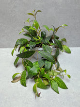 Load image into Gallery viewer, Aeschynanthus Marmoratus | Zebra Lipstick Plant