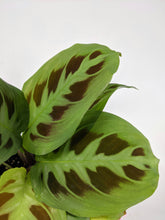 Load image into Gallery viewer, Maranta Leuconeura Kerchoveana | Rabbit's Foot Prayer Plant.