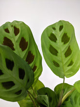 Load image into Gallery viewer, Maranta Leuconeura Kerchoveana | Rabbit's Foot Prayer Plant.