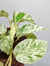 Load image into Gallery viewer, Epipremnum 'Marble Queen' | Marble Queen Pothos